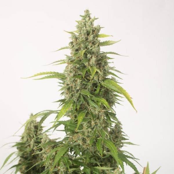 Haze Xxl Autoflowering Dinafem Feminized Zamnesia