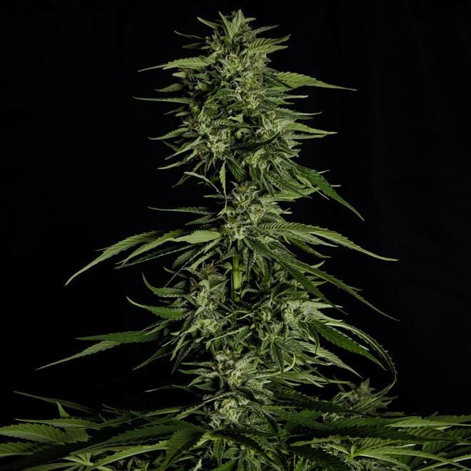 Hyperion F Auto Royal Queen Seeds Zamnesia