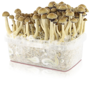 Instructions 100% Mycelium Kit