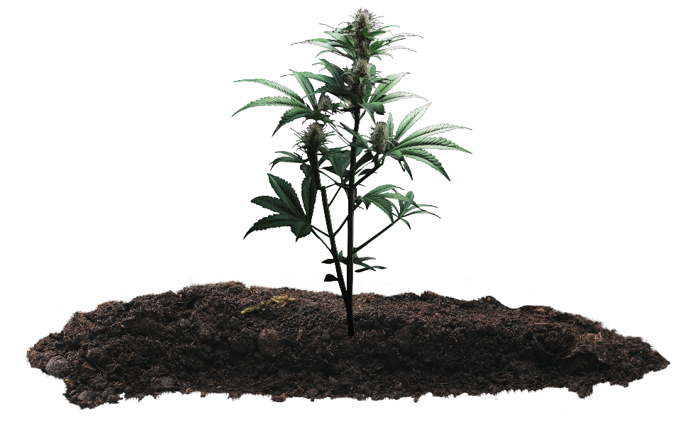 Cannabis_plant_BG