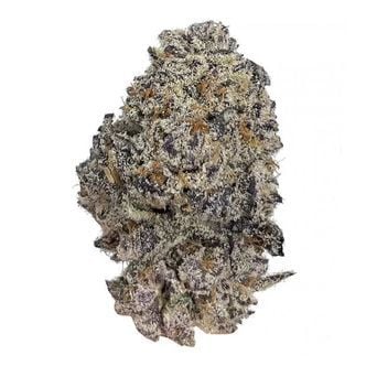 Original Oz (Growers Choice) feminisiert