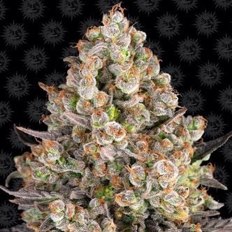 OG Kush (Barney's Farm) feminized