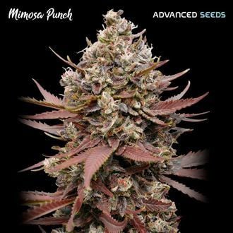 Mimosa Punch (Advanced Seeds) feminized