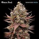 Mimosa Punch (Advanced Seeds) feminized