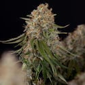 Runtz F1 Automatic (Zamnesia Seeds) feminisiert