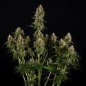 Runtz F1 Automatic (Zamnesia Seeds) feminisiert