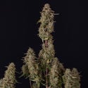 Watermelon Candy F1 Automatic (Zamnesia Seeds) feminisiert