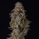 Watermelon Candy F1 Automatic (Zamnesia Seeds) feminisiert