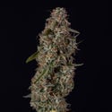 Watermelon Candy F1 Automatic (Zamnesia Seeds) feminisiert