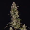 Watermelon Candy F1 Automatic (Zamnesia Seeds) feminisiert