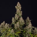 Wurlz F1 Automatic (Zamnesia Seeds) feminized