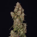 Wurlz F1 Automatic (Zamnesia Seeds) feminized