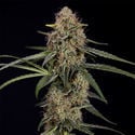 Blue Cheese F1 Automatic (Zamnesia Seeds) feminized