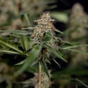 Blue Cheese F1 Automatic (Zamnesia Seeds) feminized