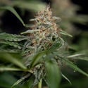 Blue Cheese F1 Automatic (Zamnesia Seeds) feminized