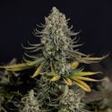 Karen Kush (Zamnesia Seeds) feminized