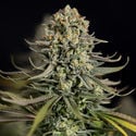 Karen Kush (Zamnesia Seeds) feminized