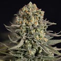 Karen Kush (Zamnesia Seeds) feminized