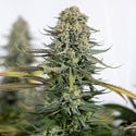 Karen Kush (Zamnesia Seeds) feminized