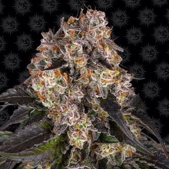 Girl Scout Cookies (Barney's Farm) feminisiert