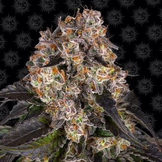 Girl Scout Cookies (Barney's Farm) feminisiert