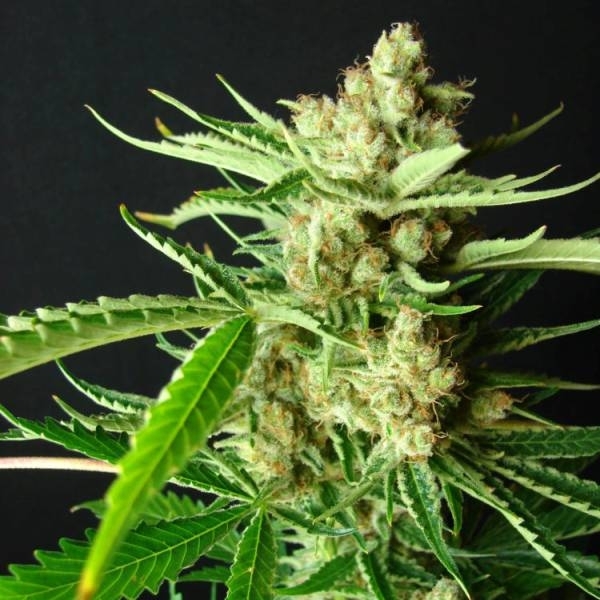 https://www.zamnesia.com/1092-13308/resin-seeds-la-ultra-feminized.jpg