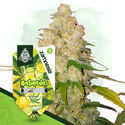 Gelonade Automatic (Zamnesia Seeds) feminisiert