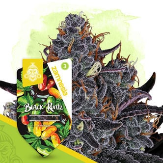 Black Runtz (Zamnesia Seeds) feminisiert