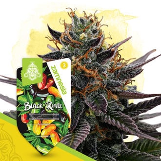 Black Runtz Auto (Zamnesia Seeds) feminisiert