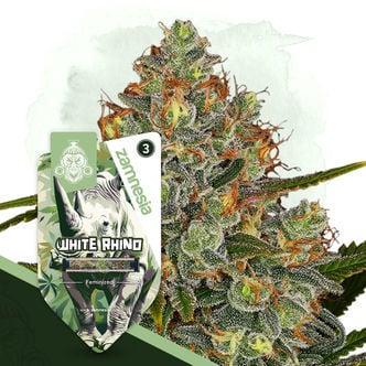 White Rhino (Zamnesia Seeds) feminized