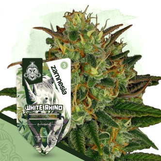 White Rhino Automatic (Zamnesia Seeds) feminisiert