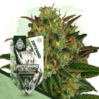 White Rhino Auto (Zamnesia Seeds) feminized