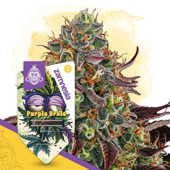 Purple Urkle (Zamnesia Seeds) feminisiert