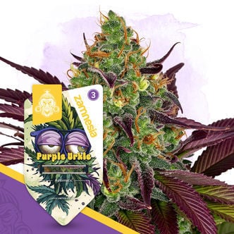 Purple Urkle Automatic (Zamnesia Seeds) feminized