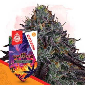 Slurricane (Zamnesia Seeds) feminized