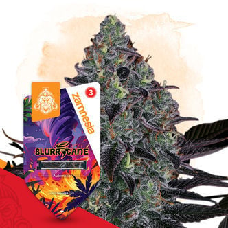 Slurricane Automatic (Zamnesia Seeds) feminized