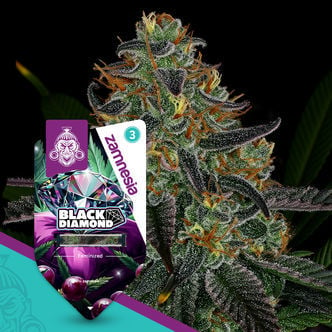 Black Diamond (Zamnesia Seeds) feminized