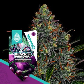 Black Diamond Automatic (Zamnesia Seeds) feminized