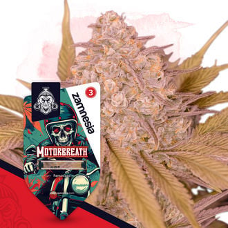 Motorbreath (Zamnesia Seeds) feminisiert