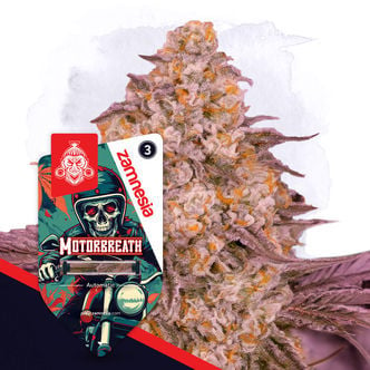 Motorbreath Automatic (Zamnesia Seeds) feminized