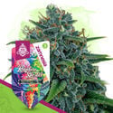 Rainbow Sherbet Automatic (Zamnesia Seeds) feminized