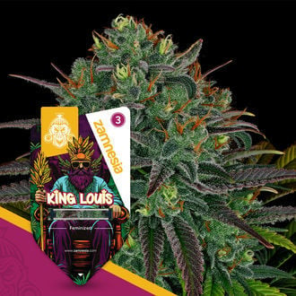 King Louis (Zamnesia Seeds) feminisiert