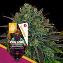 King Louis (Zamnesia Seeds) feminized