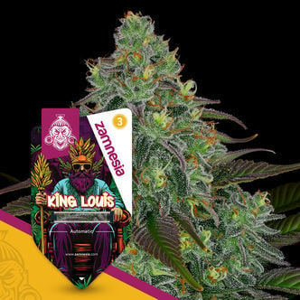 King Louis Automatic (Zamnesia Seeds) feminisiert