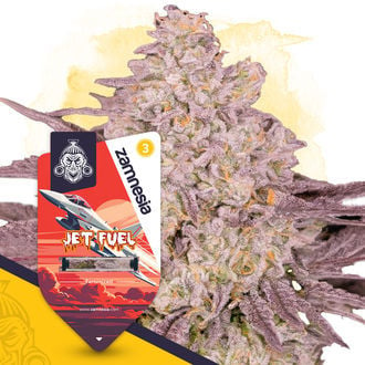 Jet Fuel (Zamnesia Seeds) feminisiert