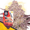 Jet Fuel (Zamnesia Seeds) feminisiert