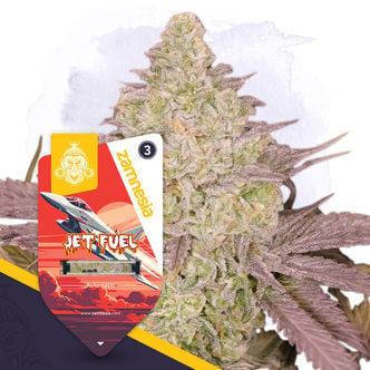 Jet Fuel Automatic (Zamnesia Seeds) feminized