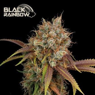 Black Rainbow (Seedstockers) feminized