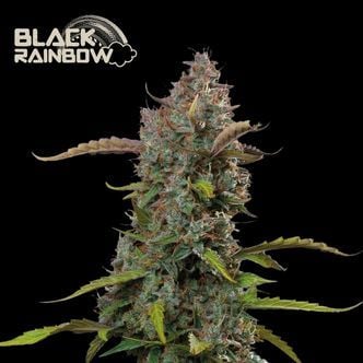 Black Rainbow Auto (Seedstockers) Feminized