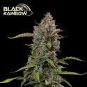 Black Rainbow Auto (Seedstockers) feminisiert